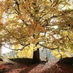 Hêtre commun / Fagus sylvatica